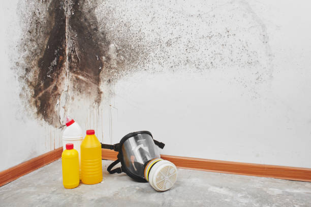 Home Mold Removal in Pelahatchie, MS