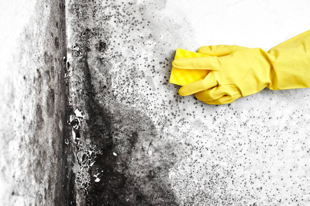 Best Mold Testing  in Pelahatchie, MS