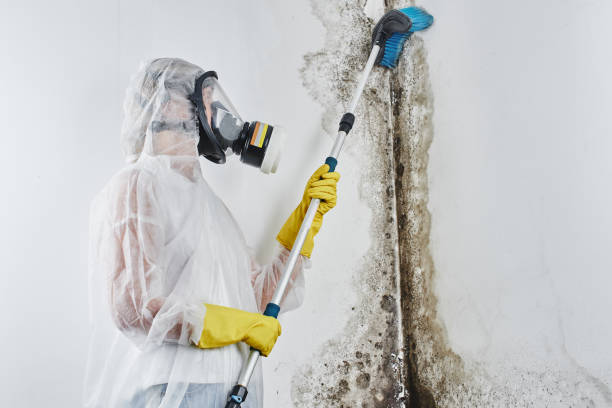 Best Mold Removal Company Near Me  in Pelahatchie, MS