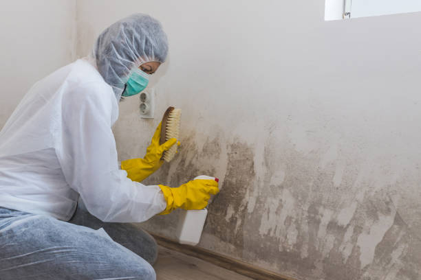 Best Certified Mold Removal  in Pelahatchie, MS