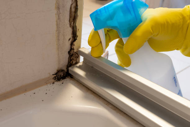 Best Crawl Space Mold Removal  in Pelahatchie, MS