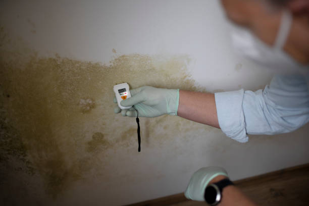 Best Residential Mold Removal  in Pelahatchie, MS