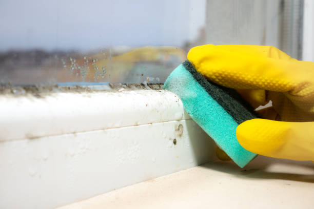 Best Commercial Mold Removal  in Pelahatchie, MS