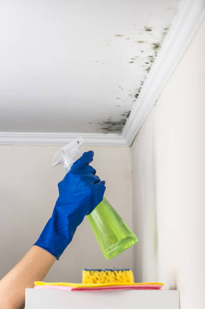 Best Commercial Mold Removal  in Pelahatchie, MS